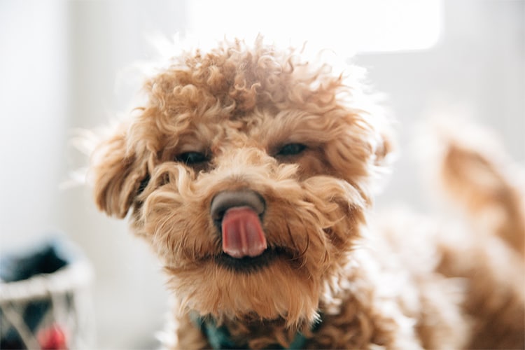 Why Mini Goldendoodles