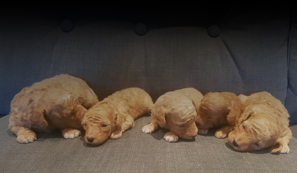 Petite Mini Goldendoodle Puppies
